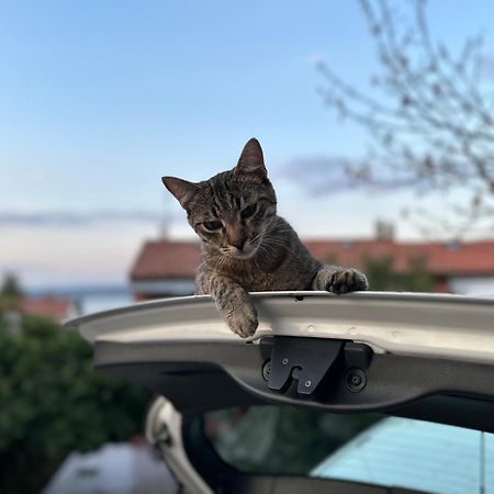 Pri Piratski Macki - At The Pirate Cat - Dal Gatto Pirata 科佩尔 外观 照片