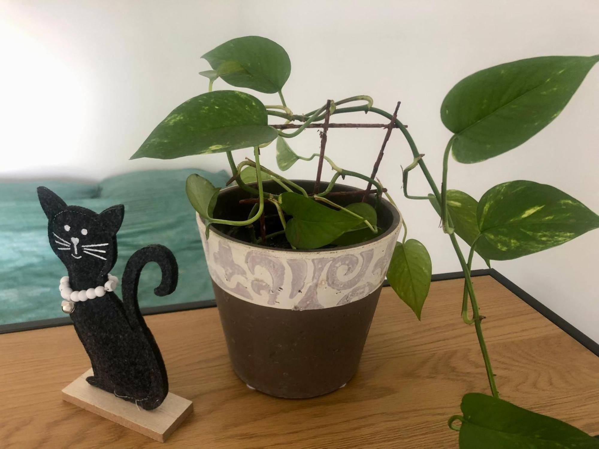 Pri Piratski Macki - At The Pirate Cat - Dal Gatto Pirata 科佩尔 外观 照片