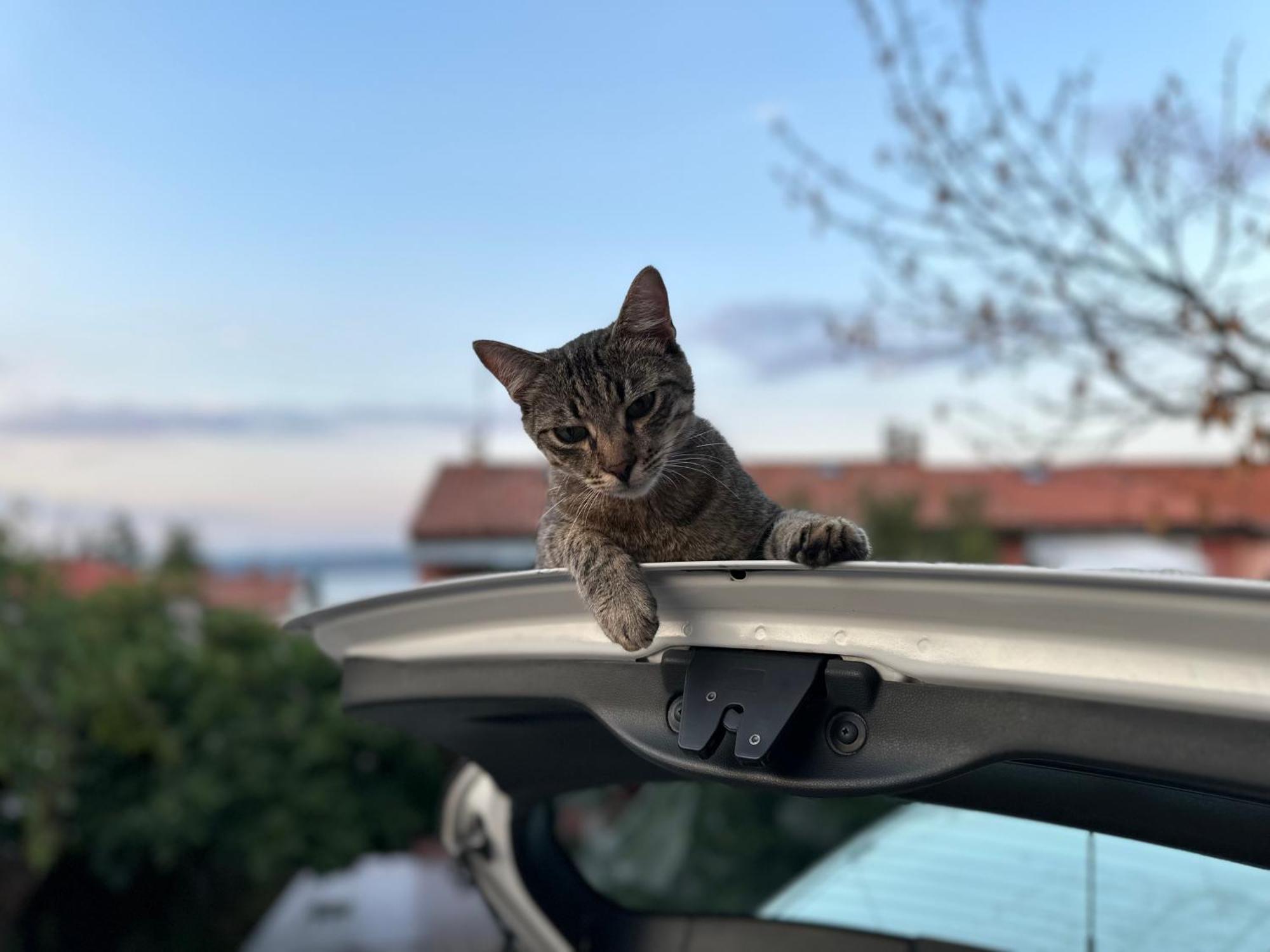 Pri Piratski Macki - At The Pirate Cat - Dal Gatto Pirata 科佩尔 外观 照片